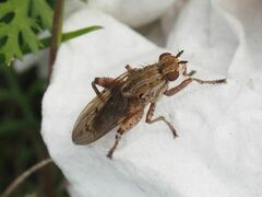 Salticella fasciata