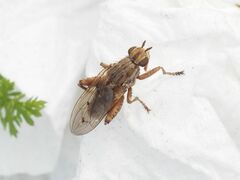 Salticella fasciata