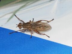 Salticella fasciata