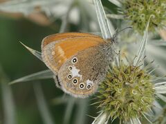 Coenonympha glycerion
