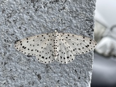 Xenoplia trivialis