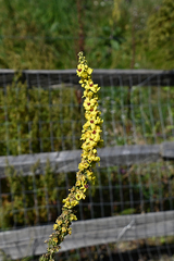 Verbascum nigrum