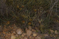 Banksia sclerophylla