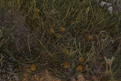 Banksia sclerophylla