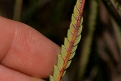 Banksia sclerophylla