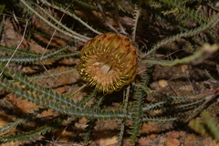 Banksia sclerophylla
