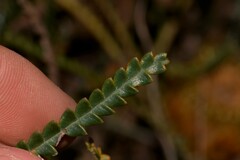 Banksia sclerophylla