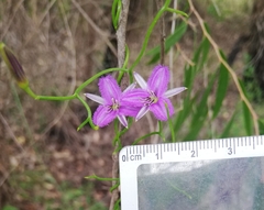 Thysanotus patersonii