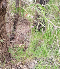 Thysanotus patersonii