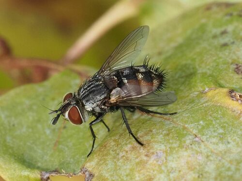 Winthemia cruentata