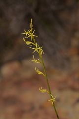 Tripterococcus brunonis