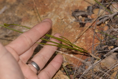 Tripterococcus brunonis