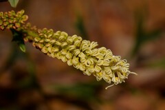 Grevillea synapheae