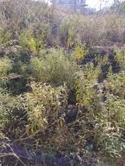 Solanum elaeagnifolium
