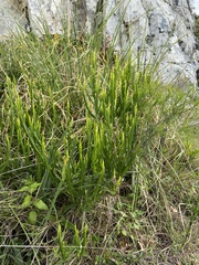 Baccharis trimera