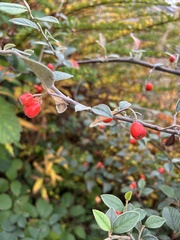 Cotoneaster simonsii