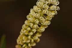 Grevillea synapheae