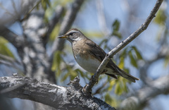 Turdus obscurus