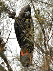Calyptorhynchus lathami
