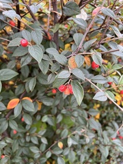 Cotoneaster simonsii