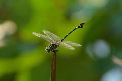 Ictinogomphus pertinax