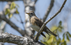 Turdus obscurus