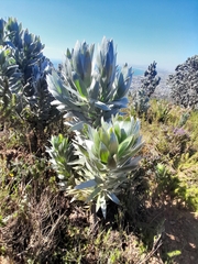 Leucadendron argenteum