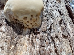 Hexagonia vesparia