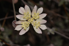 Xanthosia tomentosa