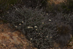 Xanthosia tomentosa
