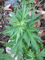 Artemisia verlotiorum