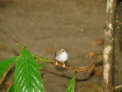 Orthotomus ruficeps