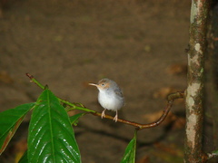 Orthotomus ruficeps