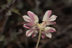 Xanthosia tomentosa