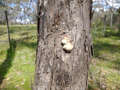Hexagonia vesparia