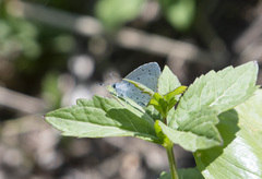 Celastrina