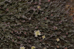 Xanthosia tomentosa