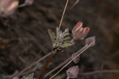 Xanthosia tomentosa