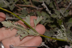 Xanthosia tomentosa