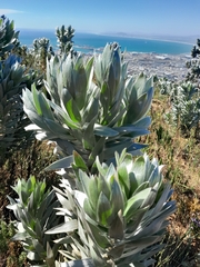 Leucadendron argenteum