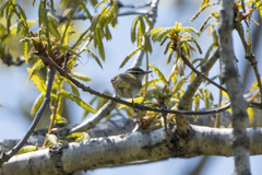 Phylloscopus coronatus