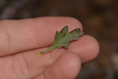 Xanthosia tomentosa
