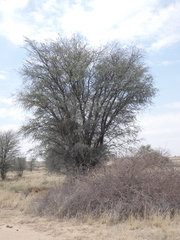 Vachellia luederitzii luederitzii