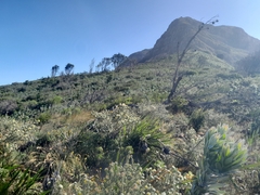 Leucadendron argenteum