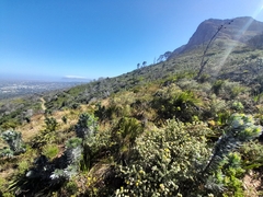 Leucadendron argenteum