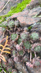 Sempervivum