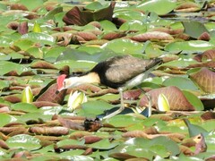 Irediparra gallinacea