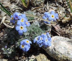 Eritrichium argenteum