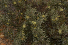 Banksia armata armata