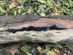 Exidia